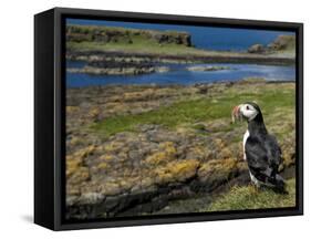 Puffin with Beak Full of Sand Eels, Isle of Lunga, Treshnish Isles, Inner Hebrides, Scotland, UK-Andy Sands-Framed Stretched Canvas