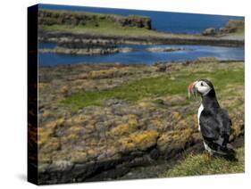 Puffin with Beak Full of Sand Eels, Isle of Lunga, Treshnish Isles, Inner Hebrides, Scotland, UK-Andy Sands-Stretched Canvas