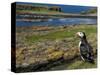 Puffin with Beak Full of Sand Eels, Isle of Lunga, Treshnish Isles, Inner Hebrides, Scotland, UK-Andy Sands-Stretched Canvas