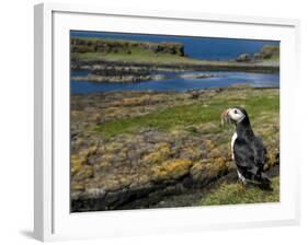 Puffin with Beak Full of Sand Eels, Isle of Lunga, Treshnish Isles, Inner Hebrides, Scotland, UK-Andy Sands-Framed Photographic Print