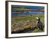 Puffin with Beak Full of Sand Eels, Isle of Lunga, Treshnish Isles, Inner Hebrides, Scotland, UK-Andy Sands-Framed Photographic Print