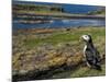 Puffin with Beak Full of Sand Eels, Isle of Lunga, Treshnish Isles, Inner Hebrides, Scotland, UK-Andy Sands-Mounted Photographic Print