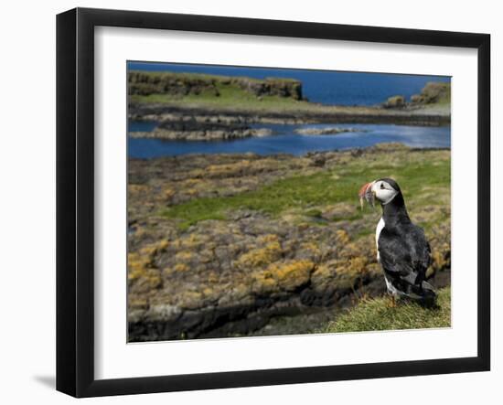 Puffin with Beak Full of Sand Eels, Isle of Lunga, Treshnish Isles, Inner Hebrides, Scotland, UK-Andy Sands-Framed Photographic Print