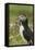 Puffin with Beak Full of Sand Eels, Wales, United Kingdom, Europe-Andrew Daview-Framed Stretched Canvas