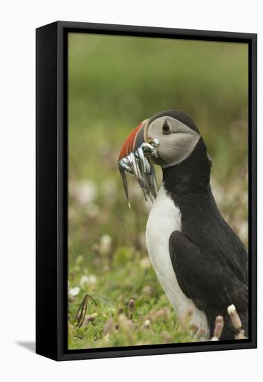 Puffin with Beak Full of Sand Eels, Wales, United Kingdom, Europe-Andrew Daview-Framed Stretched Canvas