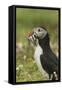 Puffin with Beak Full of Sand Eels, Wales, United Kingdom, Europe-Andrew Daview-Framed Stretched Canvas