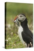 Puffin with Beak Full of Sand Eels, Wales, United Kingdom, Europe-Andrew Daview-Stretched Canvas