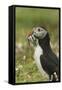 Puffin with Beak Full of Sand Eels, Wales, United Kingdom, Europe-Andrew Daview-Framed Stretched Canvas