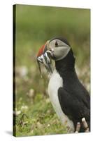 Puffin with Beak Full of Sand Eels, Wales, United Kingdom, Europe-Andrew Daview-Stretched Canvas