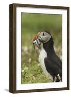 Puffin with Beak Full of Sand Eels, Wales, United Kingdom, Europe-Andrew Daview-Framed Photographic Print