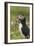 Puffin with Beak Full of Sand Eels, Wales, United Kingdom, Europe-Andrew Daview-Framed Photographic Print