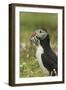 Puffin with Beak Full of Sand Eels, Wales, United Kingdom, Europe-Andrew Daview-Framed Photographic Print