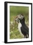 Puffin with Beak Full of Sand Eels, Wales, United Kingdom, Europe-Andrew Daview-Framed Photographic Print