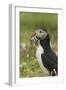 Puffin with Beak Full of Sand Eels, Wales, United Kingdom, Europe-Andrew Daview-Framed Photographic Print