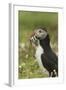 Puffin with Beak Full of Sand Eels, Wales, United Kingdom, Europe-Andrew Daview-Framed Photographic Print