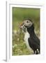 Puffin with Beak Full of Sand Eels, Wales, United Kingdom, Europe-Andrew Daview-Framed Photographic Print