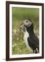 Puffin with Beak Full of Sand Eels, Wales, United Kingdom, Europe-Andrew Daview-Framed Photographic Print