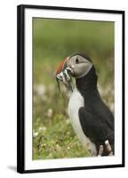 Puffin with Beak Full of Sand Eels, Wales, United Kingdom, Europe-Andrew Daview-Framed Photographic Print