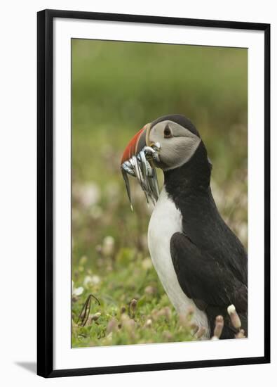 Puffin with Beak Full of Sand Eels, Wales, United Kingdom, Europe-Andrew Daview-Framed Photographic Print