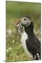Puffin with Beak Full of Sand Eels, Wales, United Kingdom, Europe-Andrew Daview-Mounted Photographic Print