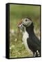 Puffin with Beak Full of Sand Eels, Wales, United Kingdom, Europe-Andrew Daview-Framed Stretched Canvas