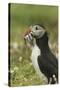 Puffin with Beak Full of Sand Eels, Wales, United Kingdom, Europe-Andrew Daview-Stretched Canvas