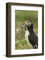 Puffin with Beak Full of Sand Eels, Wales, United Kingdom, Europe-Andrew Daview-Framed Photographic Print