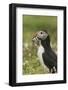 Puffin with Beak Full of Sand Eels, Wales, United Kingdom, Europe-Andrew Daview-Framed Photographic Print