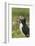 Puffin with Beak Full of Sand Eels, Wales, United Kingdom, Europe-Andrew Daview-Framed Photographic Print