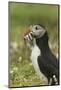 Puffin with Beak Full of Sand Eels, Wales, United Kingdom, Europe-Andrew Daview-Mounted Photographic Print