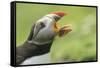 Puffin with Gaping Beak Showing Almost Parallel Articulation, Wales, United Kingdom, Europe-Andrew Daview-Framed Stretched Canvas