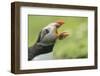 Puffin with Gaping Beak Showing Almost Parallel Articulation, Wales, United Kingdom, Europe-Andrew Daview-Framed Photographic Print