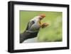 Puffin with Gaping Beak Showing Almost Parallel Articulation, Wales, United Kingdom, Europe-Andrew Daview-Framed Photographic Print