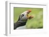 Puffin with Gaping Beak Showing Almost Parallel Articulation, Wales, United Kingdom, Europe-Andrew Daview-Framed Photographic Print