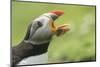 Puffin with Gaping Beak Showing Almost Parallel Articulation, Wales, United Kingdom, Europe-Andrew Daview-Mounted Photographic Print