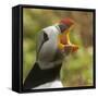 Puffin with Gaping Beak Showing Barbs in Roof of Beak, Wales, United Kingdom, Europe-Andrew Daview-Framed Stretched Canvas