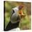 Puffin with Gaping Beak Showing Barbs in Roof of Beak, Wales, United Kingdom, Europe-Andrew Daview-Stretched Canvas