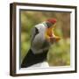 Puffin with Gaping Beak Showing Barbs in Roof of Beak, Wales, United Kingdom, Europe-Andrew Daview-Framed Photographic Print