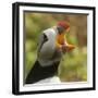 Puffin with Gaping Beak Showing Barbs in Roof of Beak, Wales, United Kingdom, Europe-Andrew Daview-Framed Photographic Print