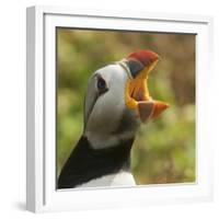 Puffin with Gaping Beak Showing Barbs in Roof of Beak, Wales, United Kingdom, Europe-Andrew Daview-Framed Photographic Print