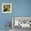 Puffin with Gaping Beak Showing Barbs in Roof of Beak, Wales, United Kingdom, Europe-Andrew Daview-Framed Photographic Print displayed on a wall