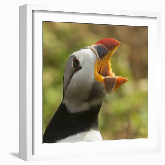 Puffin with Gaping Beak Showing Barbs in Roof of Beak, Wales, United Kingdom, Europe-Andrew Daview-Framed Photographic Print