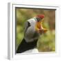 Puffin with Gaping Beak Showing Barbs in Roof of Beak, Wales, United Kingdom, Europe-Andrew Daview-Framed Photographic Print