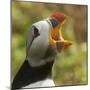 Puffin with Gaping Beak Showing Barbs in Roof of Beak, Wales, United Kingdom, Europe-Andrew Daview-Mounted Photographic Print