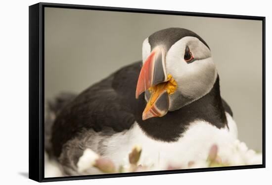 Puffin with Gaping Beak, Wales, United Kingdom, Europe-Andrew Daview-Framed Stretched Canvas