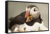 Puffin with Gaping Beak, Wales, United Kingdom, Europe-Andrew Daview-Framed Stretched Canvas