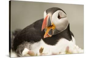 Puffin with Gaping Beak, Wales, United Kingdom, Europe-Andrew Daview-Stretched Canvas