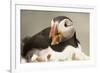 Puffin with Gaping Beak, Wales, United Kingdom, Europe-Andrew Daview-Framed Photographic Print