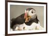 Puffin with Gaping Beak, Wales, United Kingdom, Europe-Andrew Daview-Framed Photographic Print