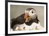 Puffin with Gaping Beak, Wales, United Kingdom, Europe-Andrew Daview-Framed Photographic Print